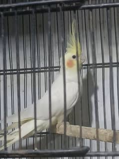 cocktail parrot for sale pair and singal male