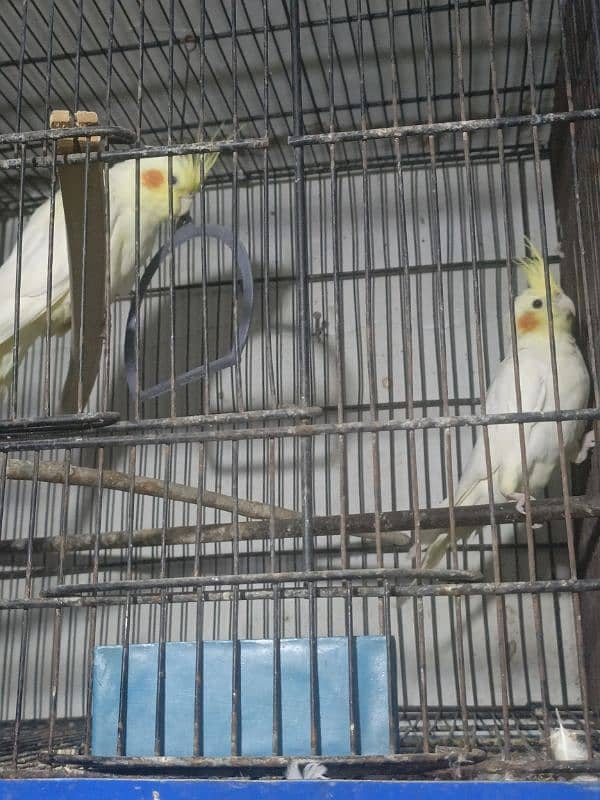 cocktail parrot for sale pair and singal male 1