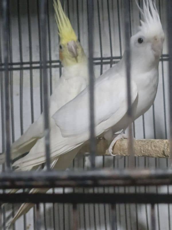 cocktail parrot for sale pair and singal male 3