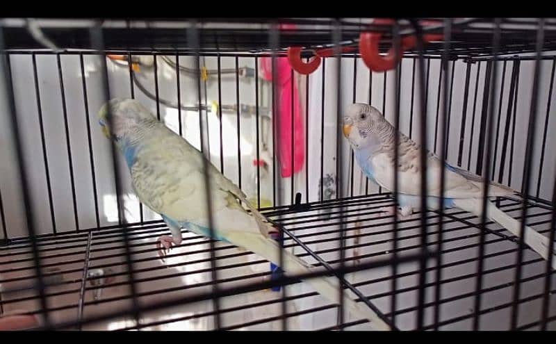 Budgie breeder pair 0