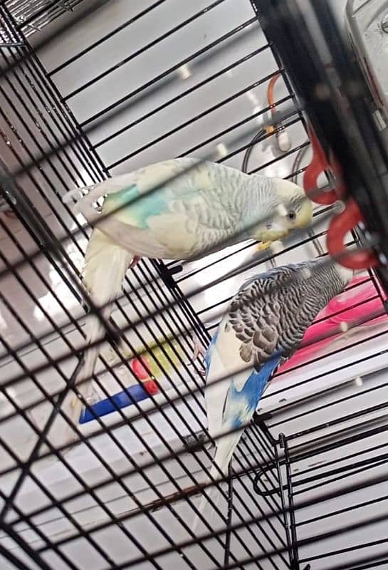 Budgie breeder pair 2