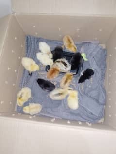 15 chicks available with affordable price.