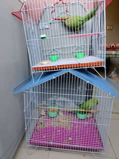 Parrot Pair