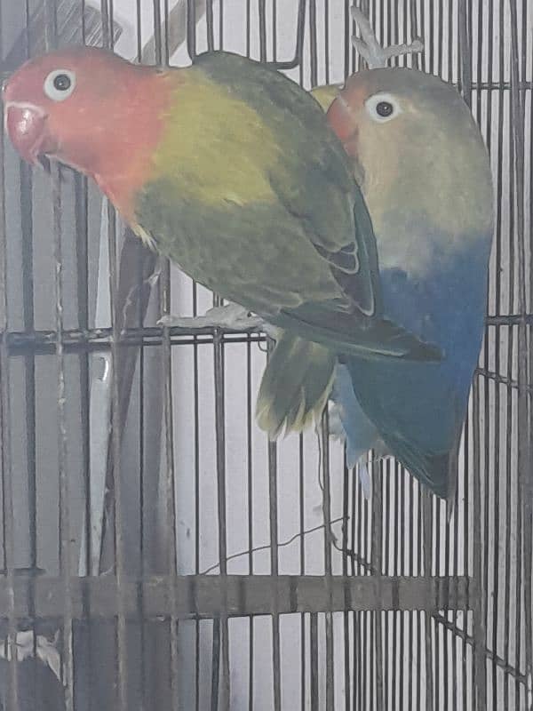 cocktail, green cheek conure, love birds 4