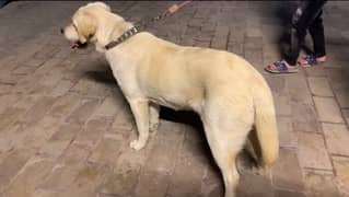 Labrador Male Puppy