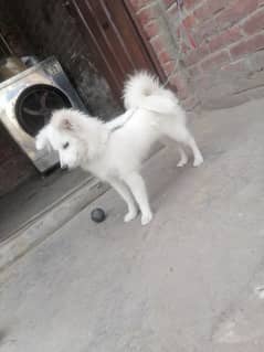 Russian puppy for sale age 4 manth