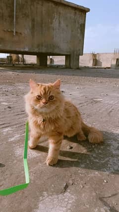 Male Persian Ginger Urgent sale