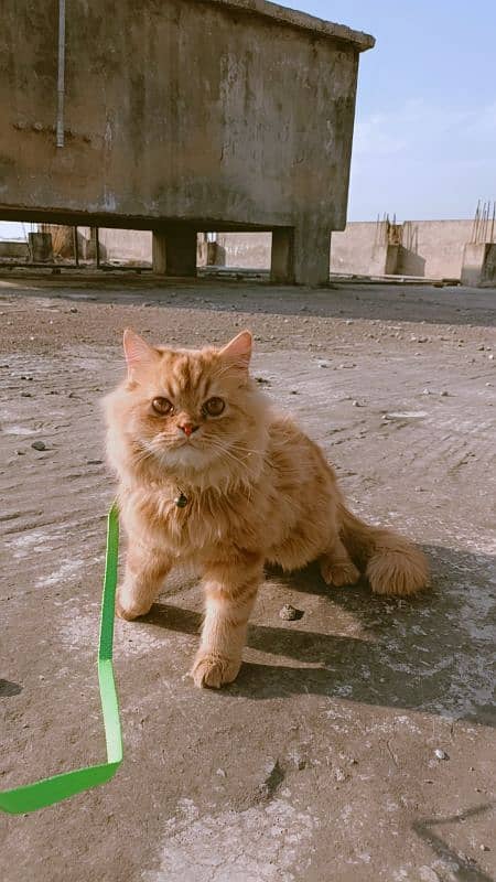 Male Persian Ginger Urgent sale 0