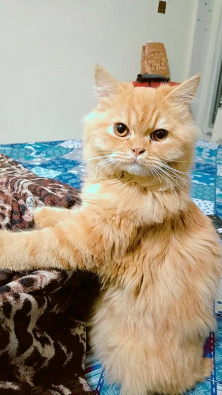 Male Persian Ginger Urgent sale 1