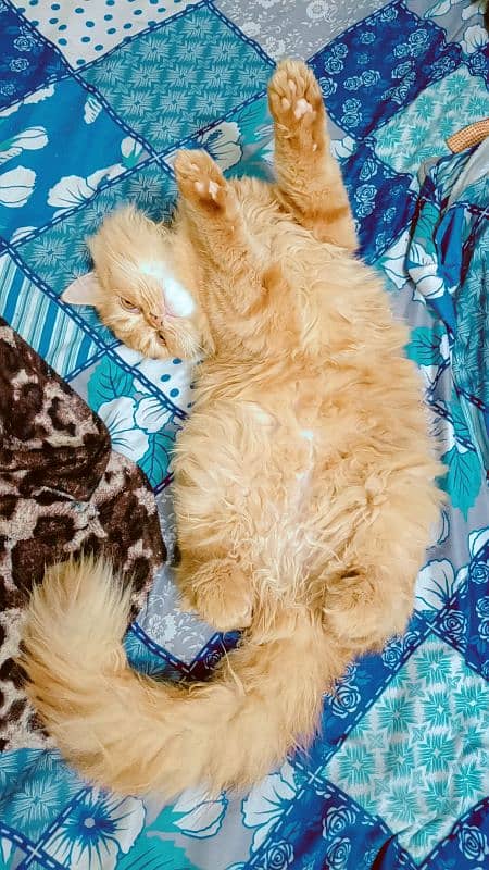 Male Persian Ginger Urgent sale 2