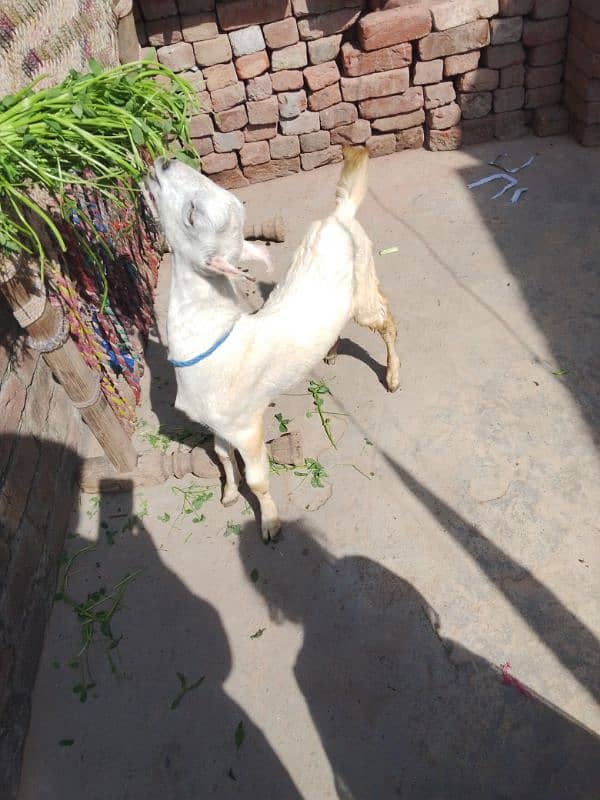 canj Bakra ha 03157221355 call kary shimaeil ha 1