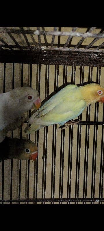 Love Birds Albino red eye, creamino, par blue split Ino, Blue Fisher 1