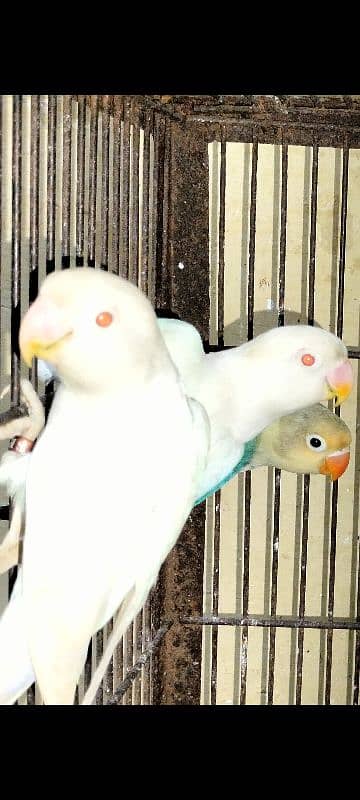 Love Birds Albino red eye, creamino, par blue split Ino, Blue Fisher 3