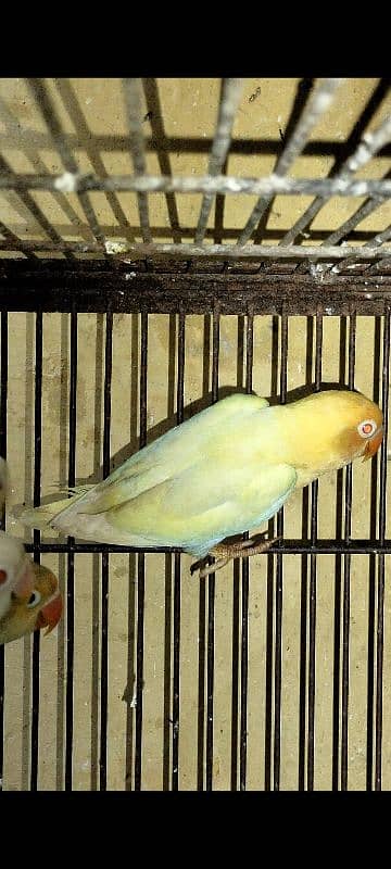 Love Birds Albino red eye, creamino, par blue split Ino, Blue Fisher 7