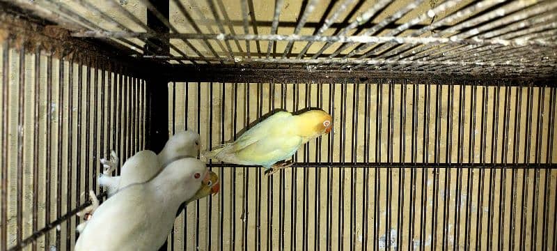 Love Birds Albino red eye, creamino, par blue split Ino, Blue Fisher 8