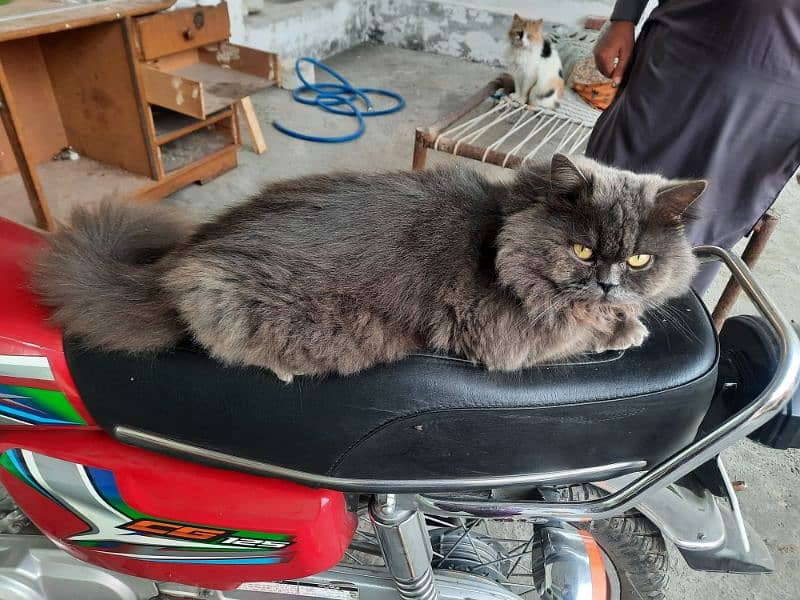 Persian Male Cat For Sale 0