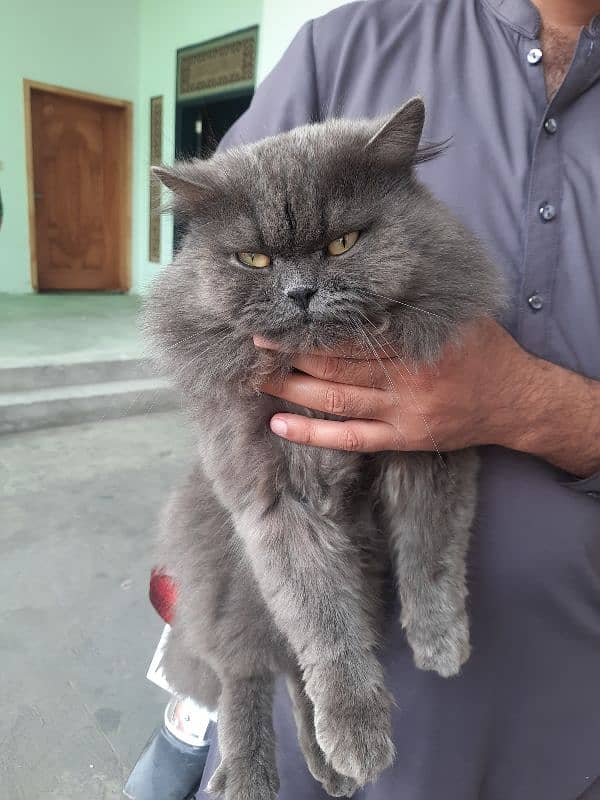 Persian Male Cat For Sale 2