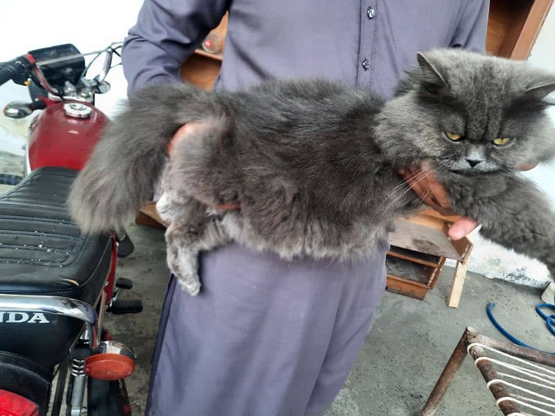 Persian Male Cat For Sale 3