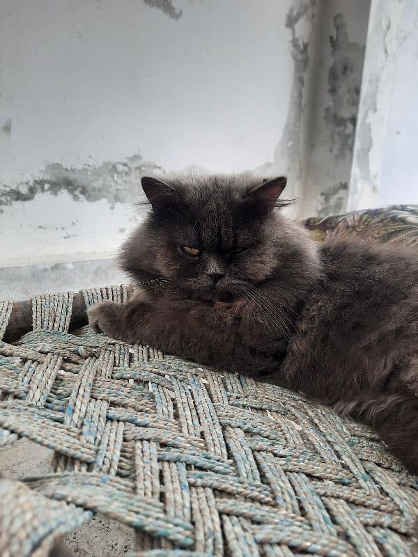 Persian Male Cat For Sale 4