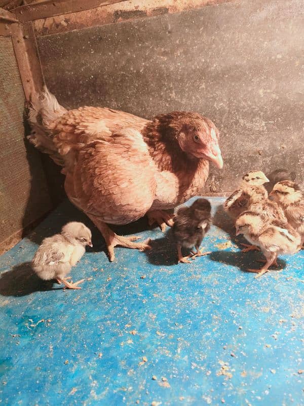 aseel hens with chicks for sale| Aseel murgi bachon k sth for sale 3