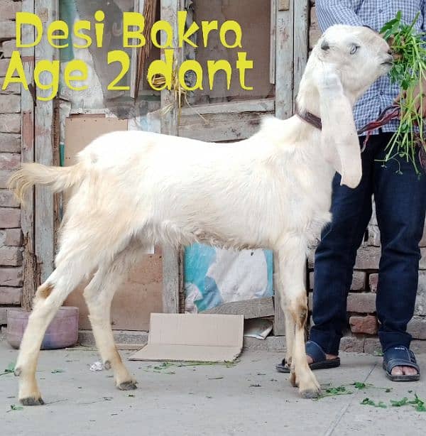 Desi Bakra 1