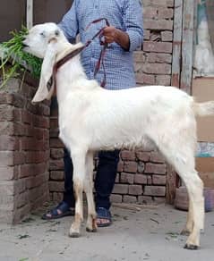 Desi Bakra