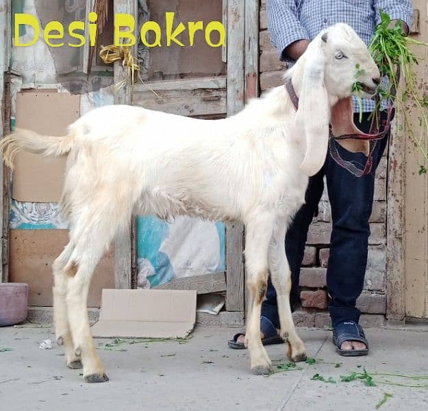 Desi Bakra 2