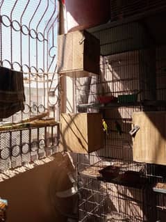 8 portion cage For Sale Box Free