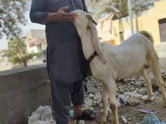 ablak gulabi bakra  vip bleder 2025 qurbani