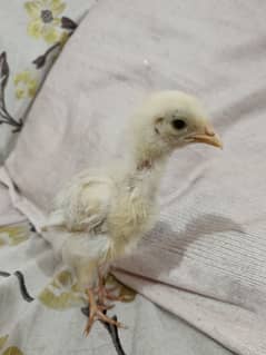 farmi chicks for sale