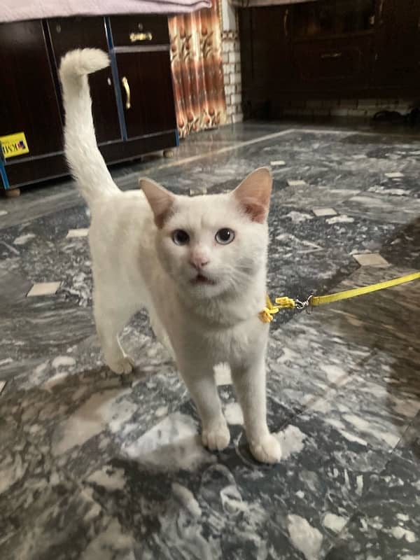 blue eyes male cat for sale 2