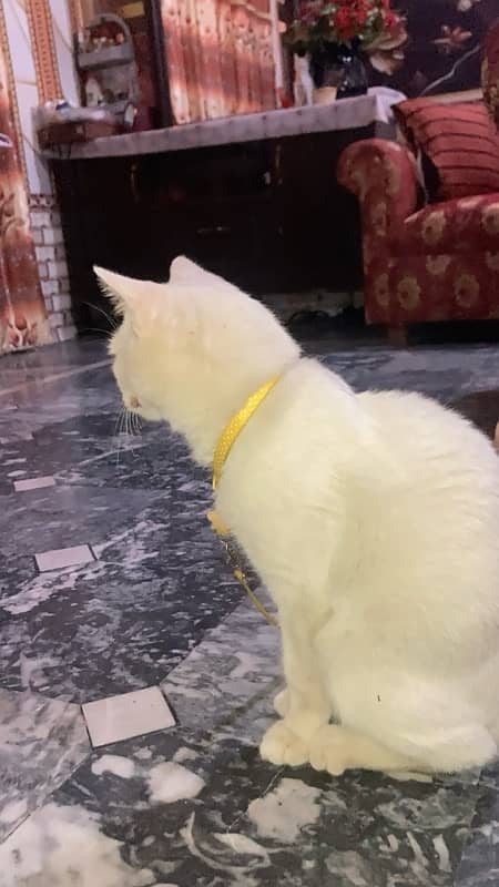 blue eyes male cat for sale 3