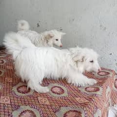 Russian dogs for sale urgent