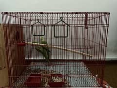 katha parrot pair