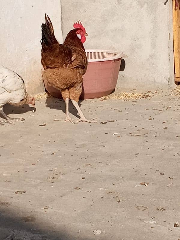 Desi cock 5