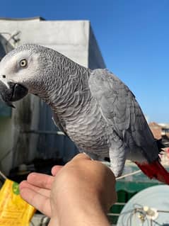 African Grey Tame Male