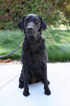 Labrador female