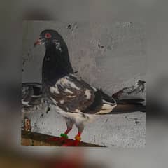 pigeon