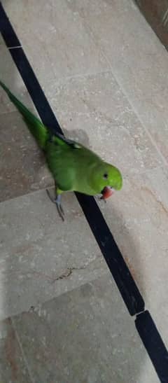 1 years old and tame talking parrot