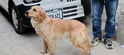 golden retriever female kcp pedigree