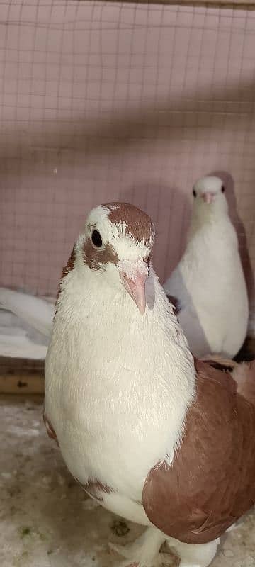 bubble pigeon pair very beautiful urgent sale 0