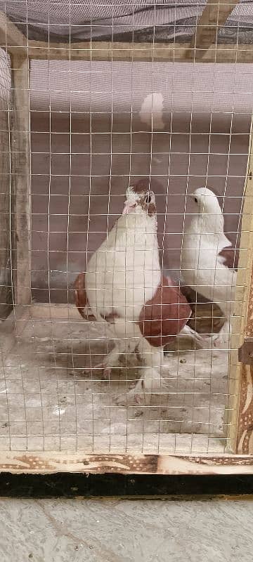 bubble pigeon pair very beautiful urgent sale 1