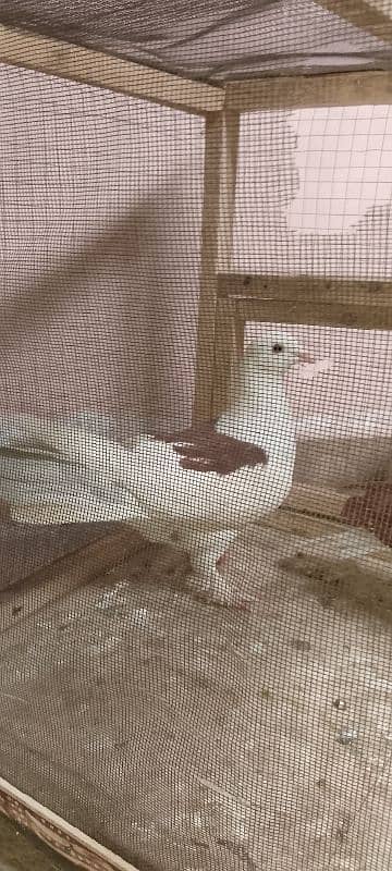 bubble pigeon pair very beautiful urgent sale 2