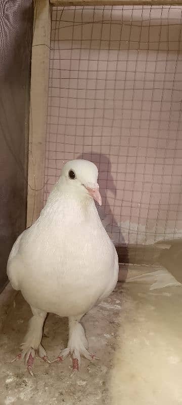 bubble pigeon pair very beautiful urgent sale 3