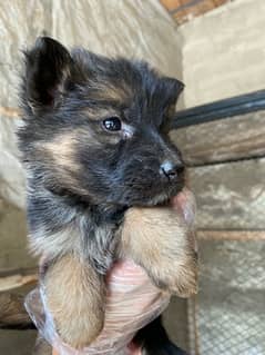 German Shepherd Puppies