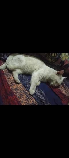 White Persian male