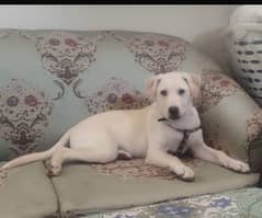 labrador female looking for good family for adoption