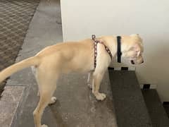 labrador puppy female looking for good family for adoption