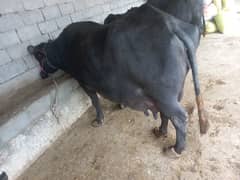 jhoti 18kg milk