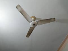 Ceiling fans